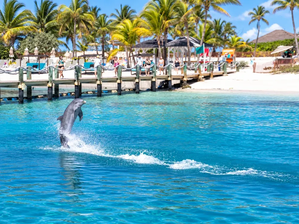 A dolphin leaping out of clear blue water beside a jetty with palms and a white sand beach behind it